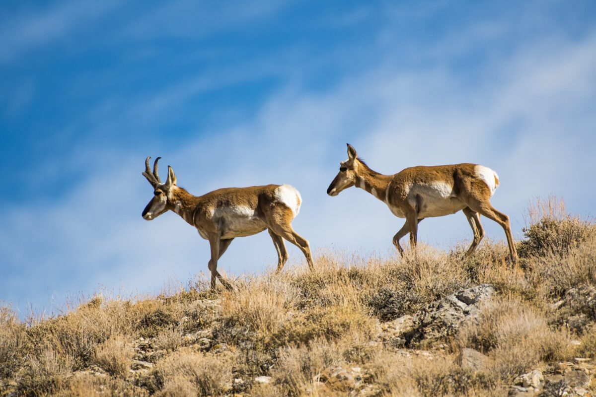 Want the chance to hunt big game in Utah this fall? The application period  opens Jan. 27 | News, Sports, Jobs - Daily Herald